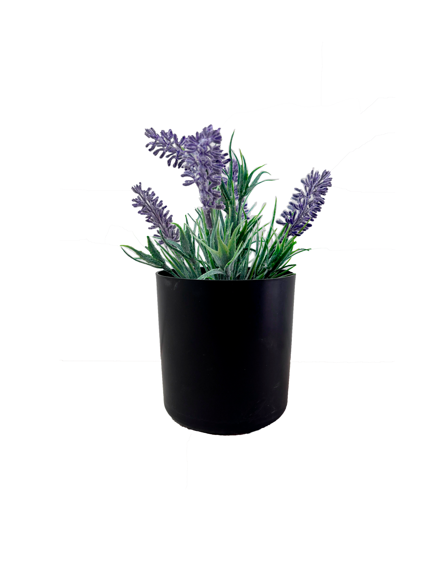 Planta Lavanda 20cm.