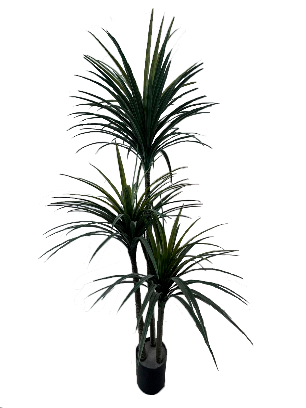 Planta Dracanea 200cm