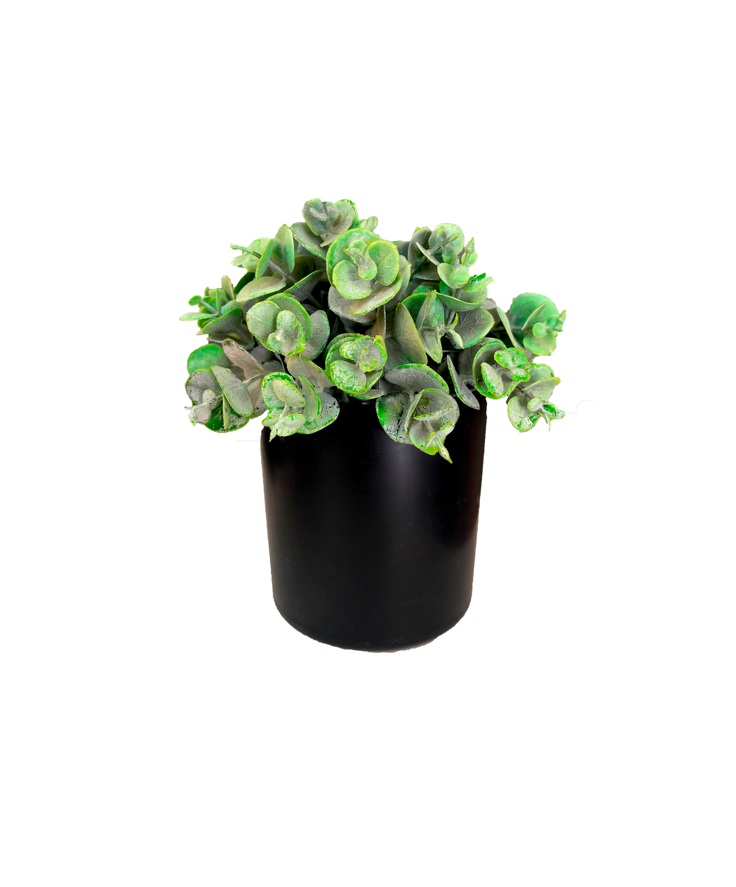 Planta Centavo 20 cm.