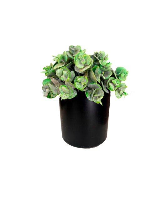 Planta Centavo 20 cm.