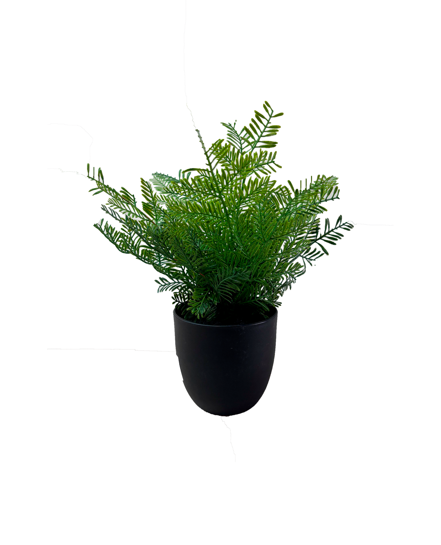 Planta Metasequoia 31cm.
