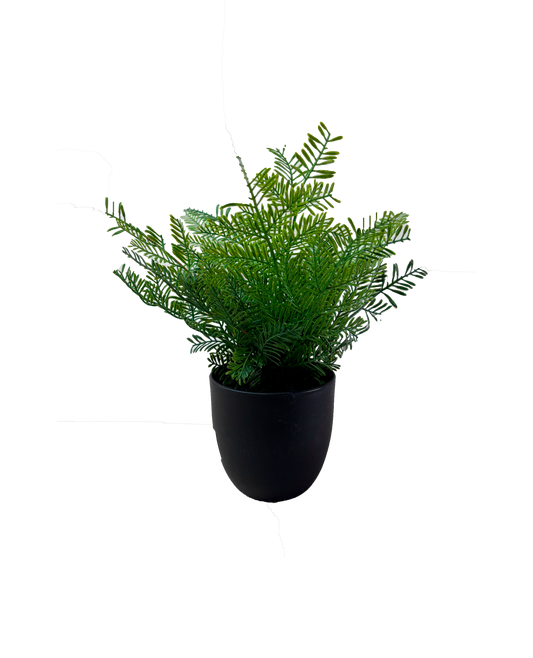 Planta Metasequoia 31cm.