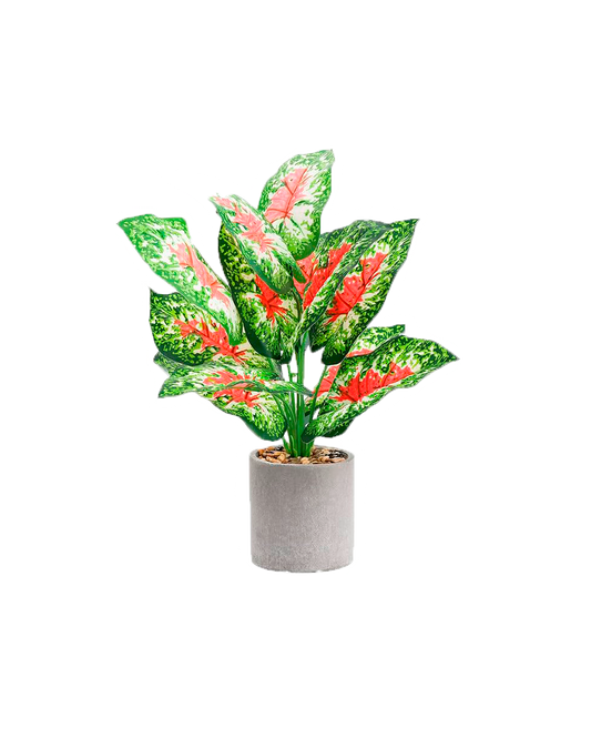 J PLANTA LZ009A