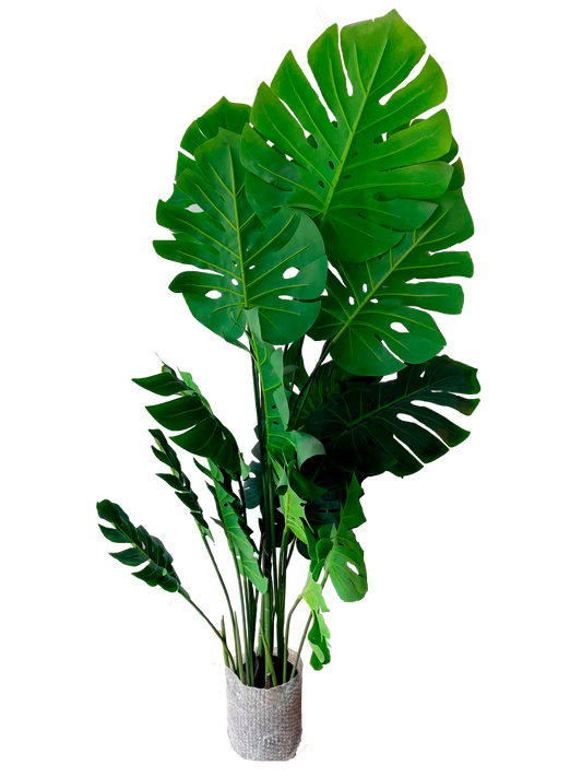 Planta Lucky Monstera 165cm.