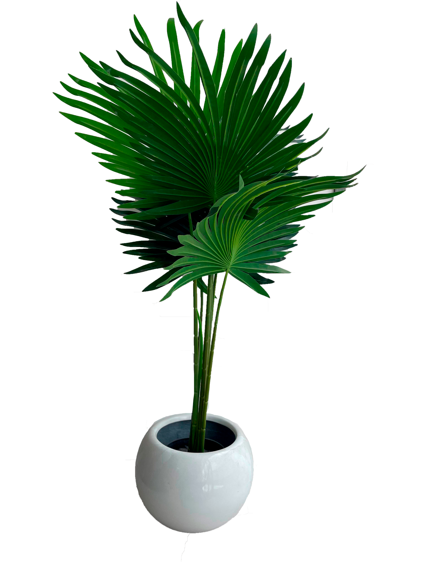 Planta Fan Palm