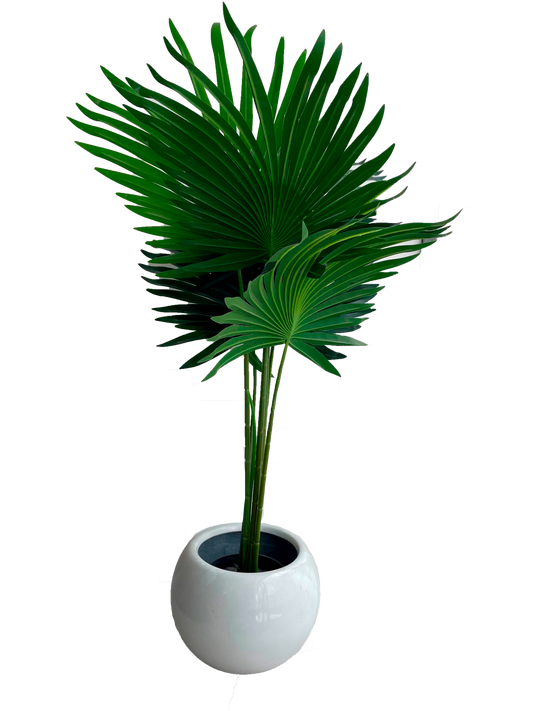 Planta Fan Palm
