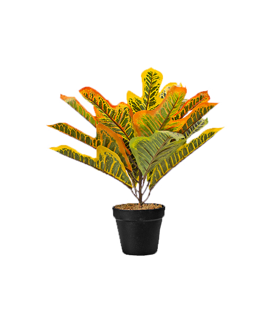 J PLANTA LZ019C