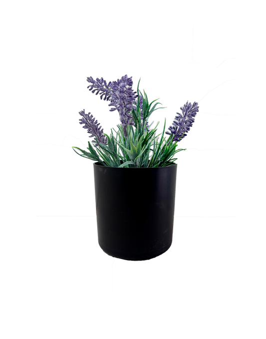 Planta Lavanda 20cm.